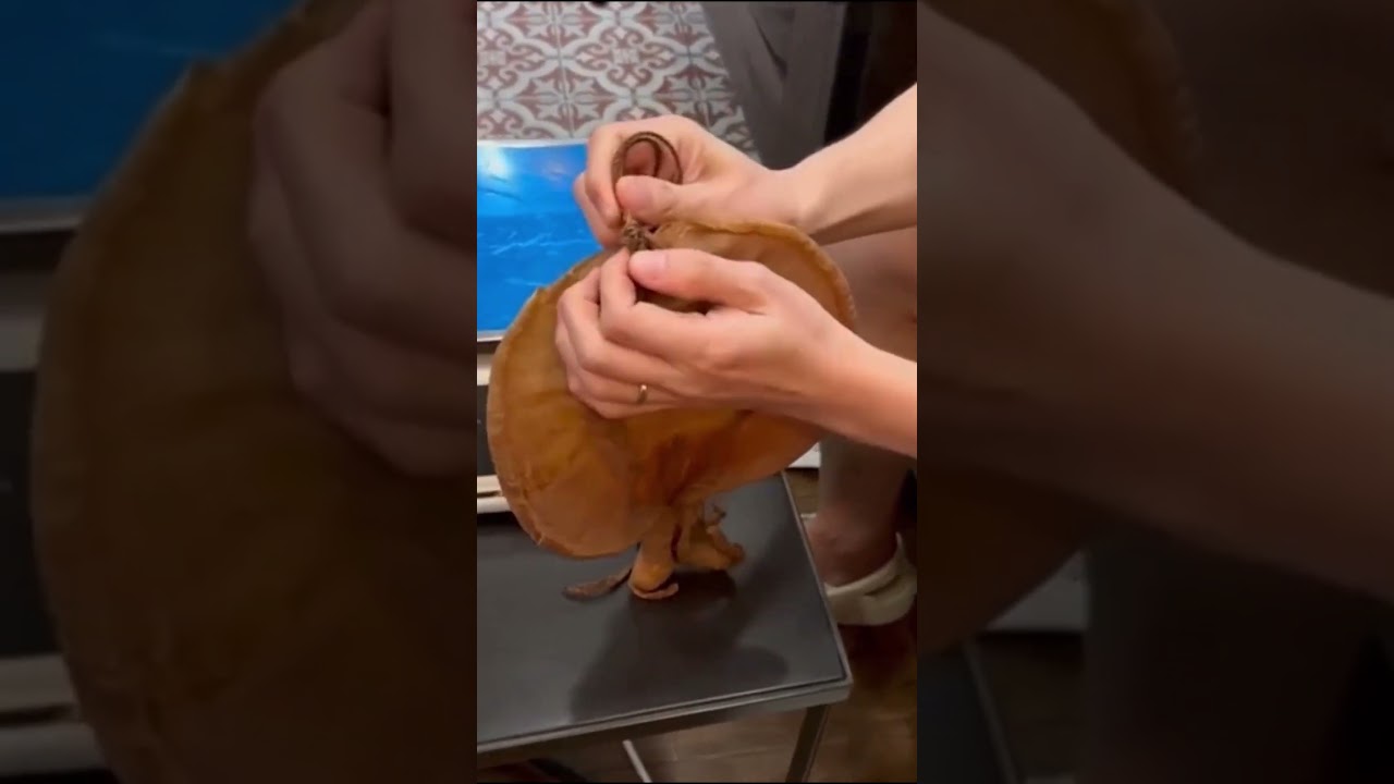 Ancient fish maw is very expensive #expensive #traditional #fishmaw