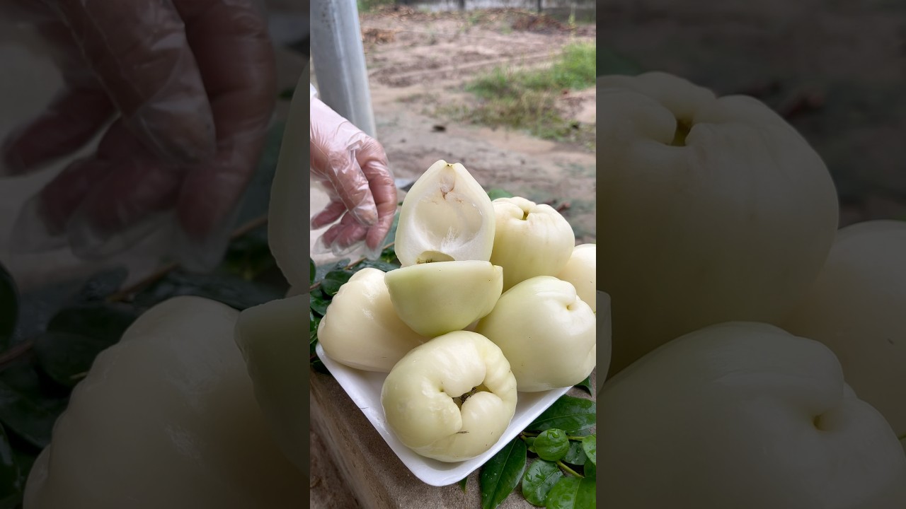 White wax apple cutting 🍑🥭🥝 new fruit cutting technique #cuttingskills #waxapple