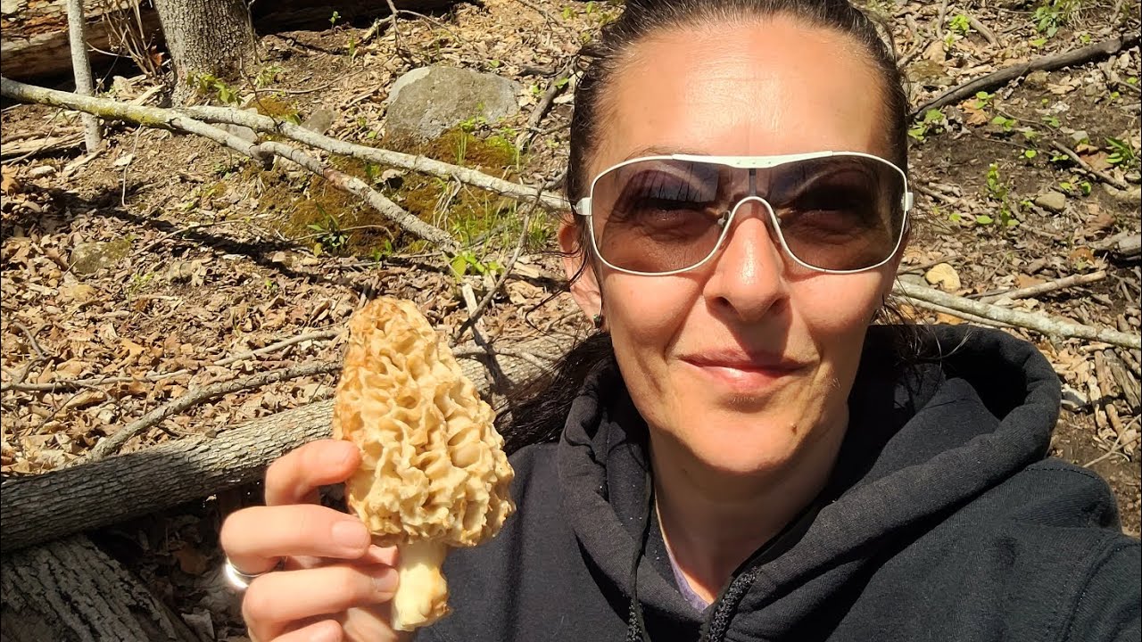 Morel mushrooms hunting in Wisconsin | Foraging wild edible mushrooms