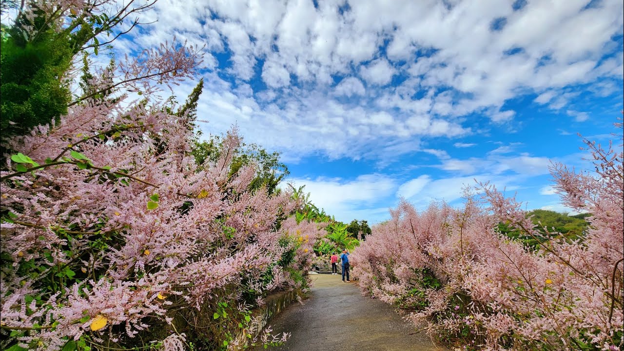 飄香麝香木園 || 麝香木 ||  Welcome to MuskWood Garden Tainan Nanhua ||  2025/03/13.