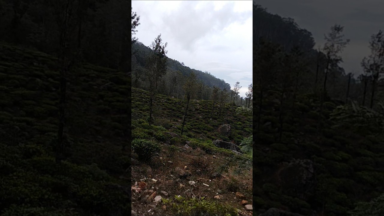 #Road is rough #Rural area in upcountry #Nuwara Eliya#Sri Lanka