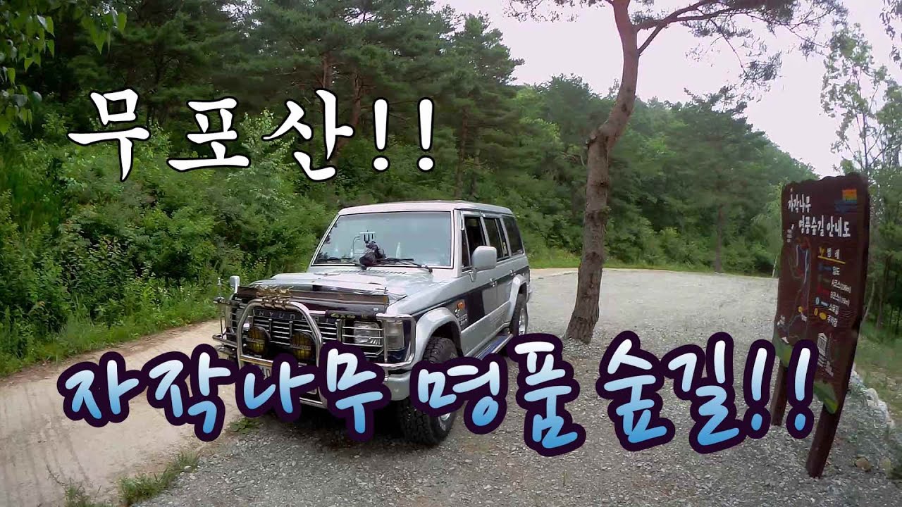 청송 무포산 // 자작나무 명품숲// 자동차 관광 임도여행 가능 !!  Cheongsong birch forest road!!