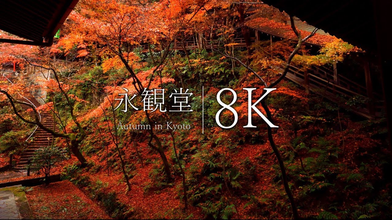 【平安時代から残る紅葉名所】もみじの永観堂を訪ねて - Kyoto in 8K
