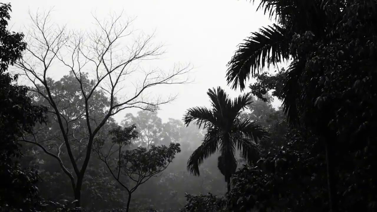 Relaxing Heavy Rain and Thunder in the Forest Night Ambience for Sleeping
