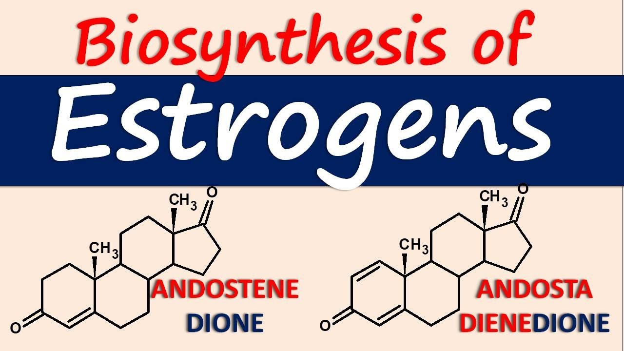 Estrogens - Biosynthesis and chemical synthesis