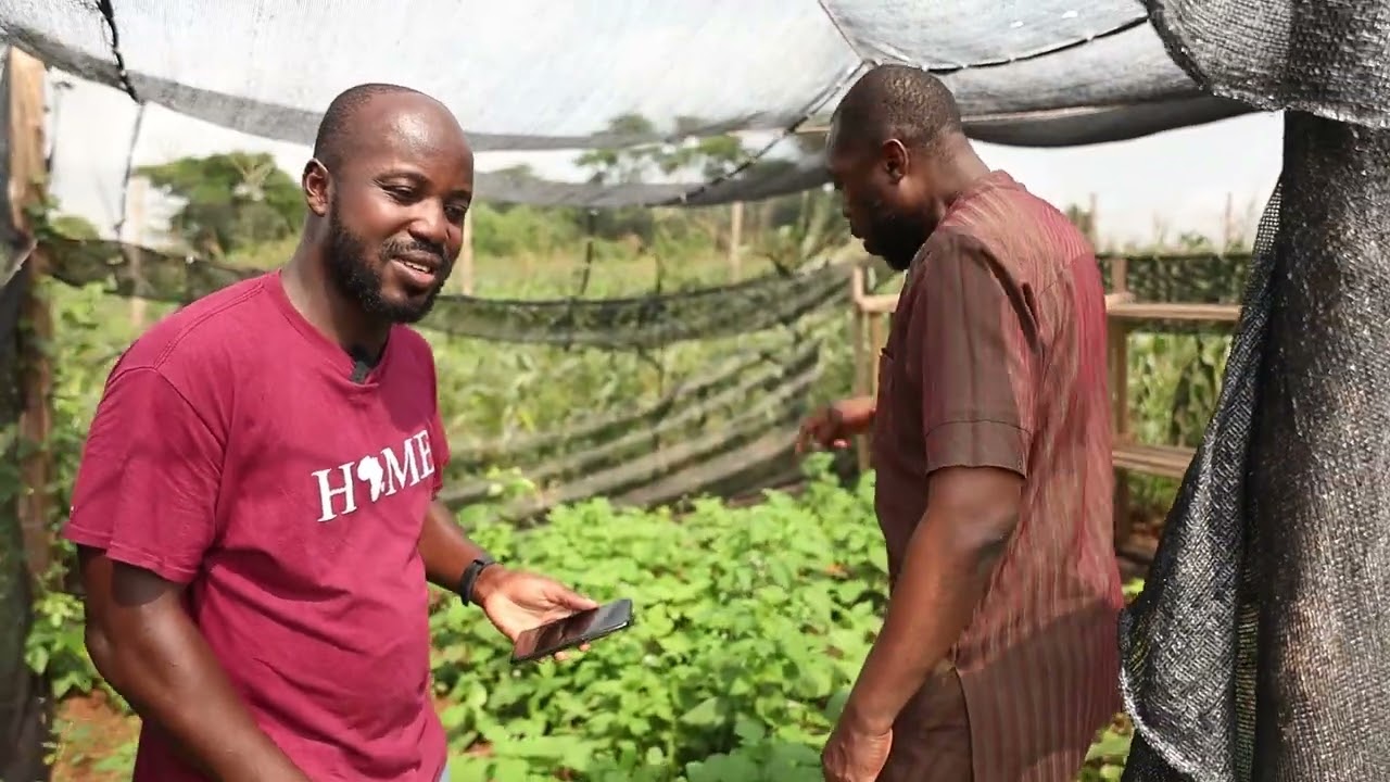 Kafui Dey Interviews Farmer Kojo Akoto Boateng | Farming in Ghana