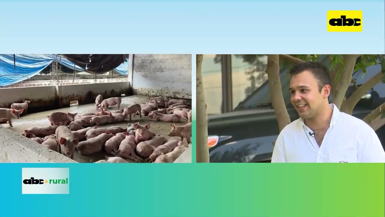 Aprovechar los subproductos de arroz para engorde de cerdos y bovinos