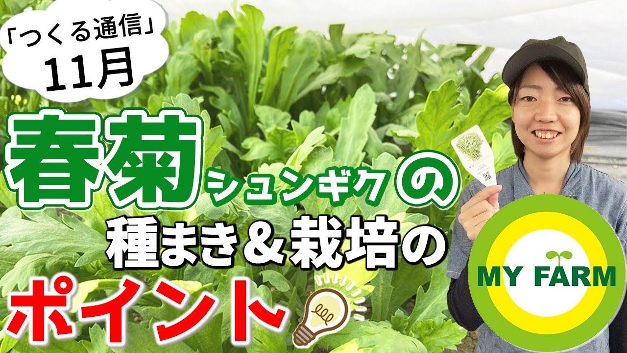 春菊の育て方を徹底解説！種まきのやり方から栽培管理・収穫まで【11月つくる通信】