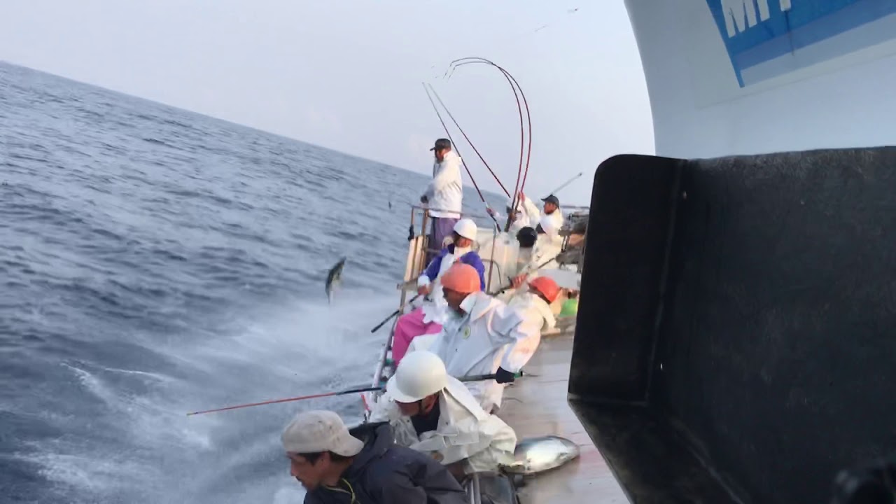 佐賀八栄丸 2020年5月6日 青ヶ島沖 トンボ(ビン長マグロ) かつお一本釣り
