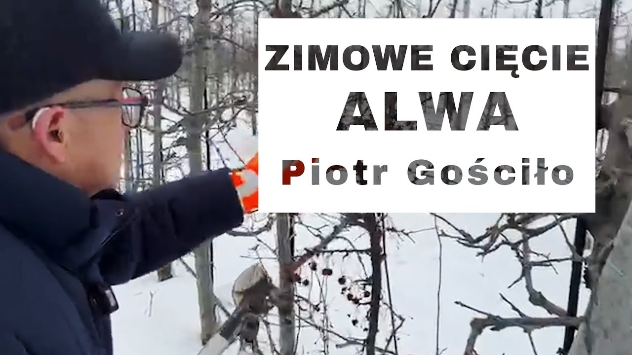 Zimowe cięcie - ALWA - Komunikat Sadowniczy - Piotr Gościło