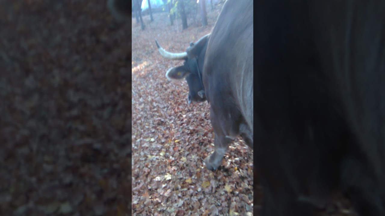 Căruță pentru Boi. Cu sistem de frânar🤔