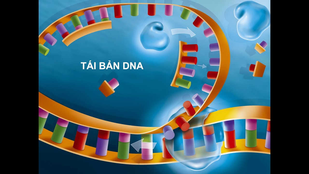 Campbell. Tái bản DNA