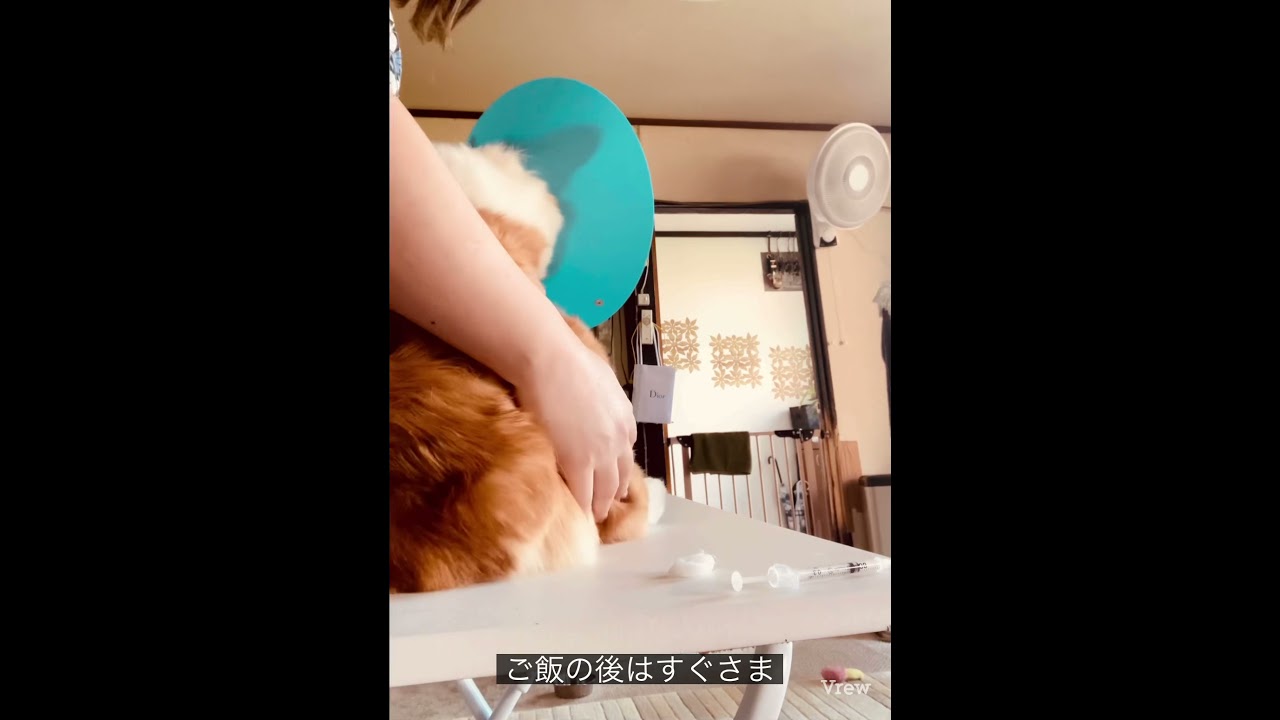 糖尿病コーギーリッカの注射💉
