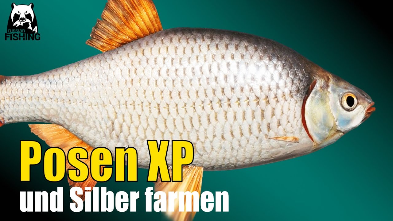 Russian Fishing 4 - Donez - Posen XP und Silber farmen, Stippe, Bolognese, Matchrute #rf4