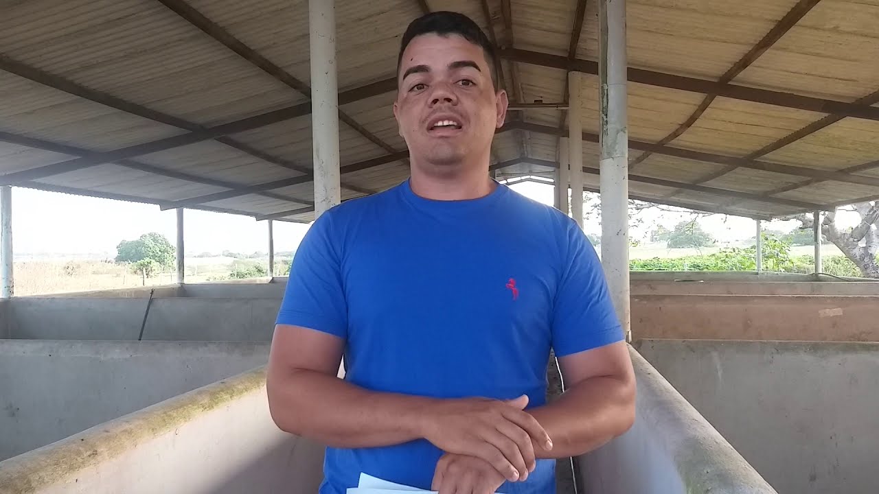 Ração para porcos Qual é a fórmulação que eu faço🐖🐷