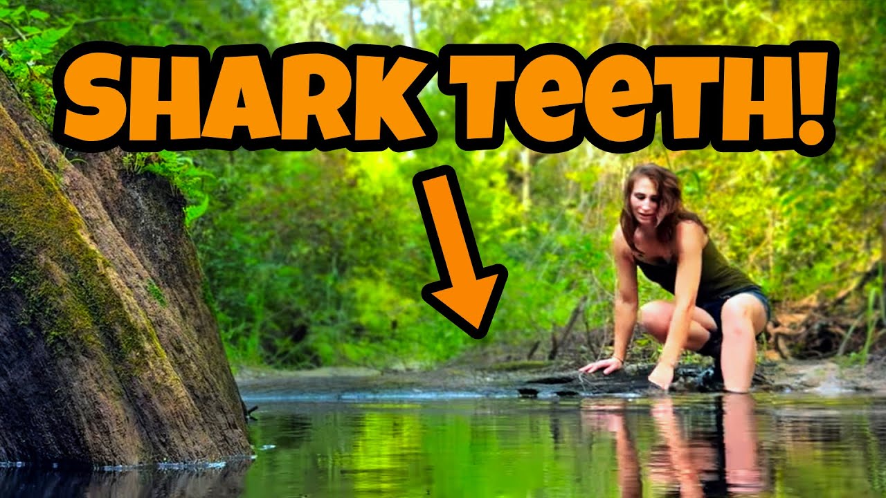 THOUSANDS of Fossils Unearthed in a Tiny Florida Stream! An Incredible New Site!