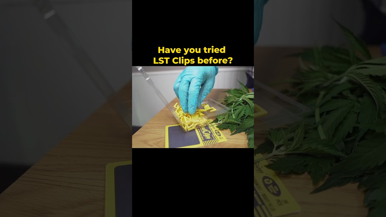 BudClips: Easy to use LST Clips