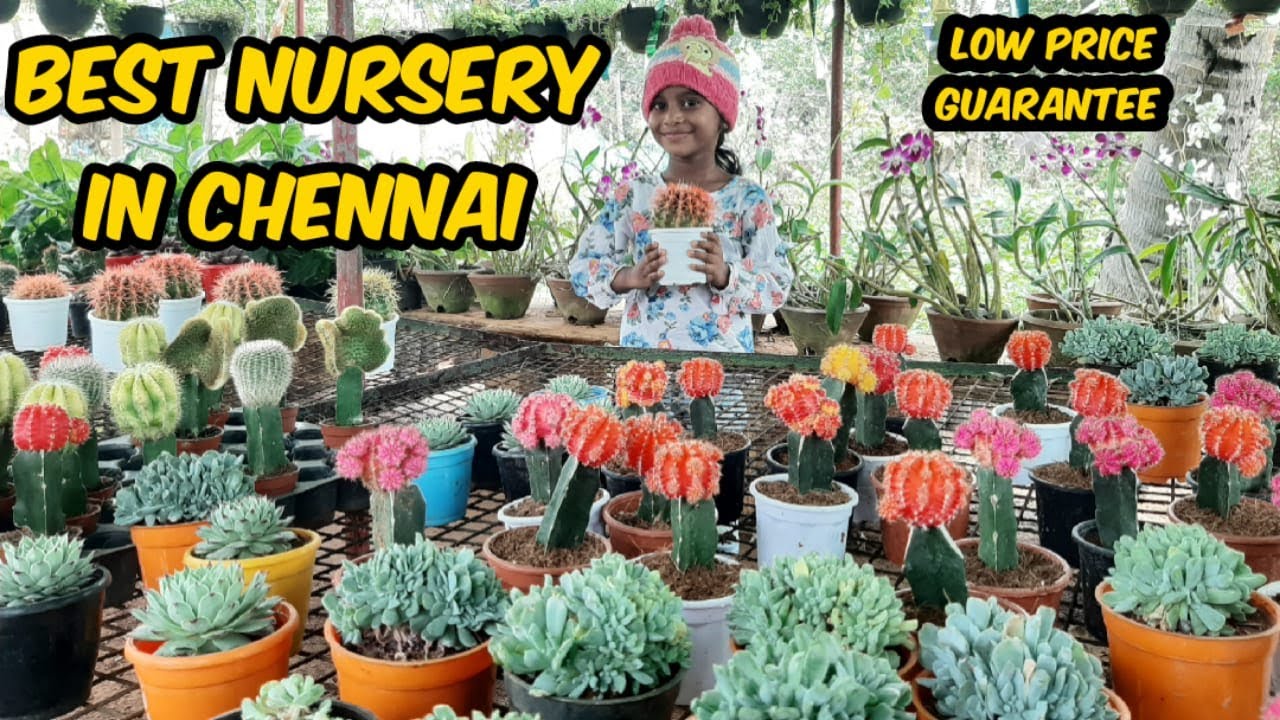 Nursery Garden in Chennai | Lowest Price Guarantee | Best Indoor Plants | Terrace Garden Plants