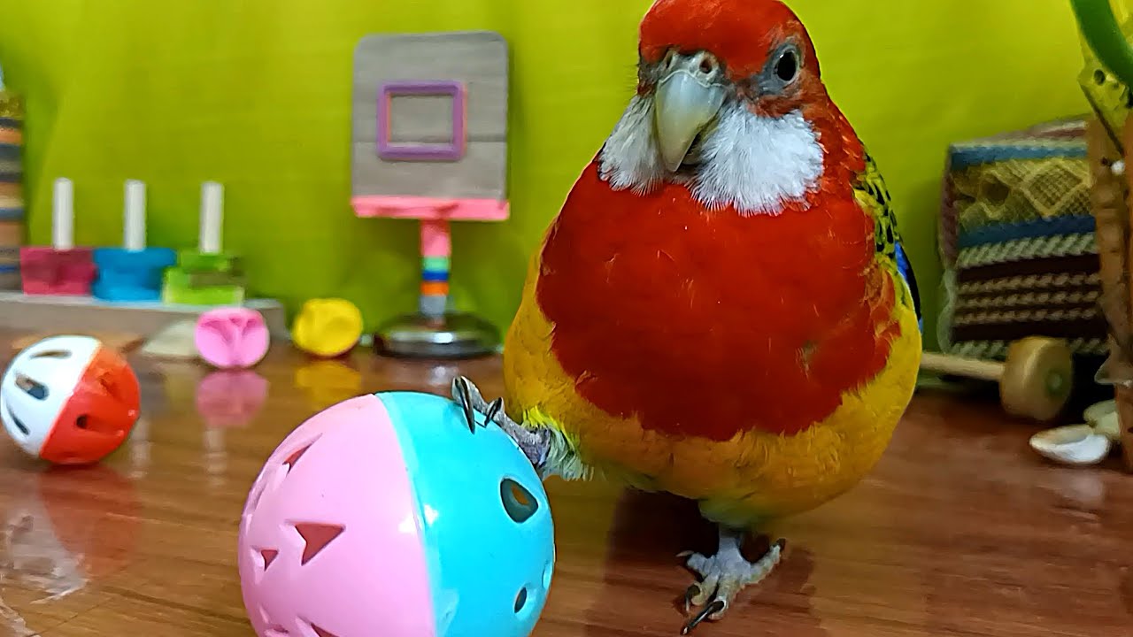 Smart Rosella Playtime!