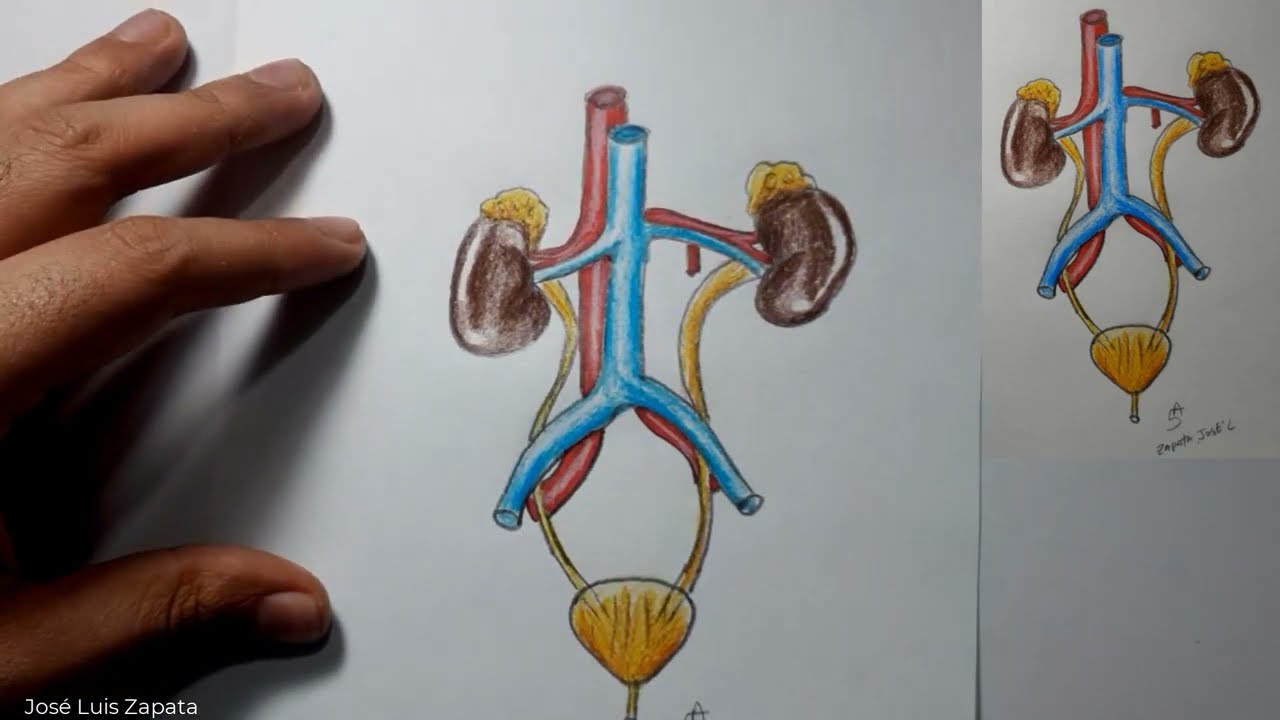 Comment dessiner le système urinaire ou excréteur et ses parties (parties dans la description)