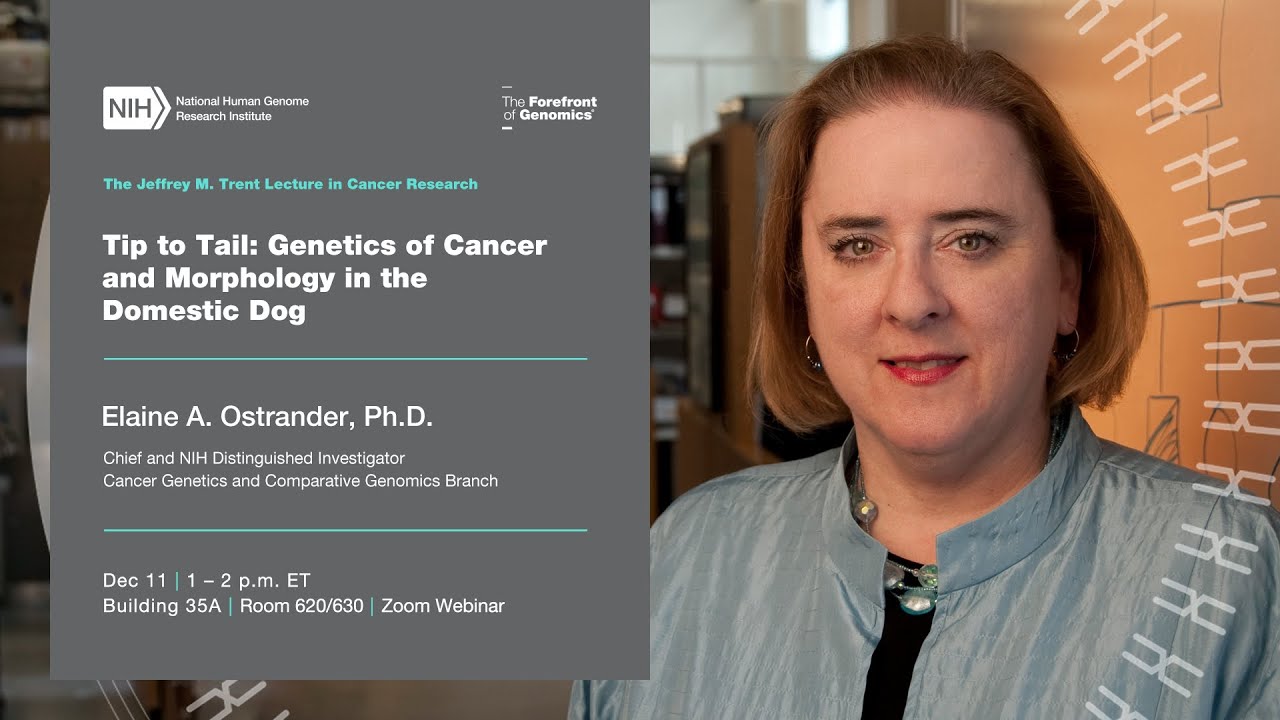2024 Jeffrey M. Trent Lecture in Cancer Research - Elaine Ostrander