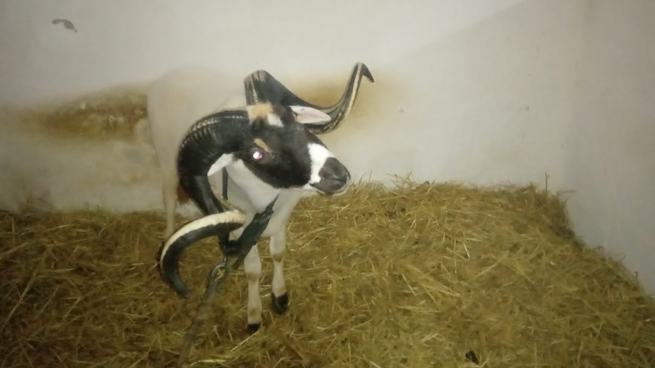 مخزن بعنوان الجمال و القتال 😱🏆