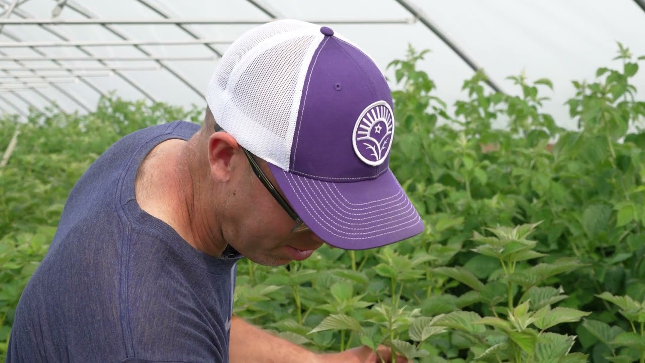 Climate Change and Fruit Crops: Excluding the Elements