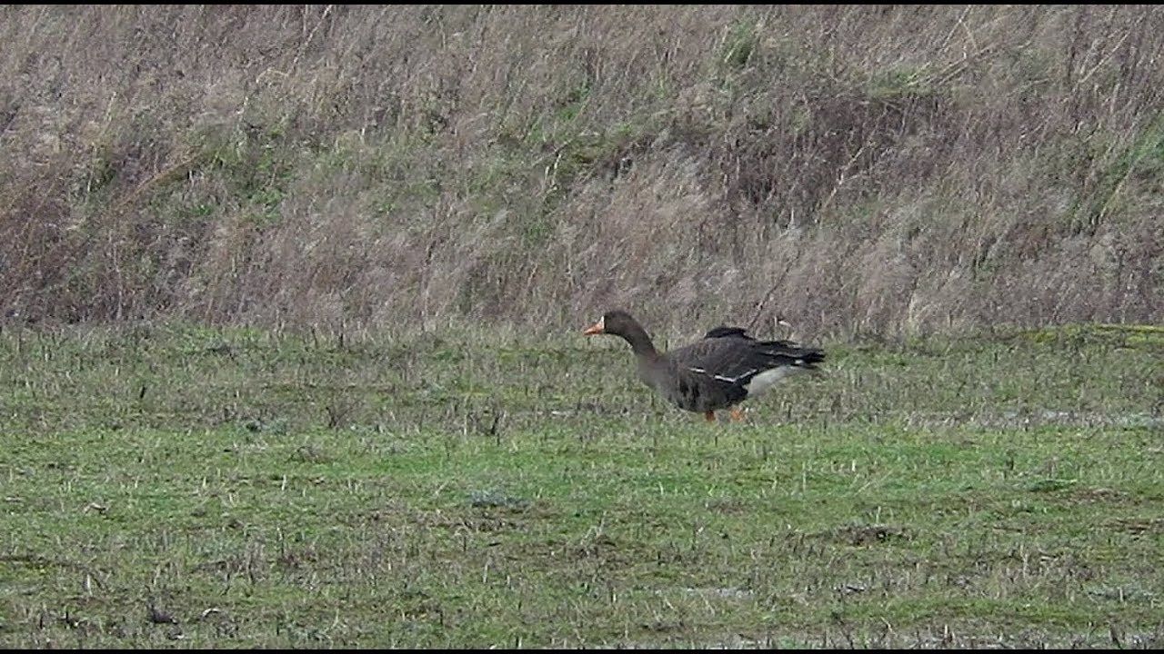 Greenland White-fronted Goose - Anser albifrons flavirostris - Groenlandse kolgans / Doel / 9-3-2019