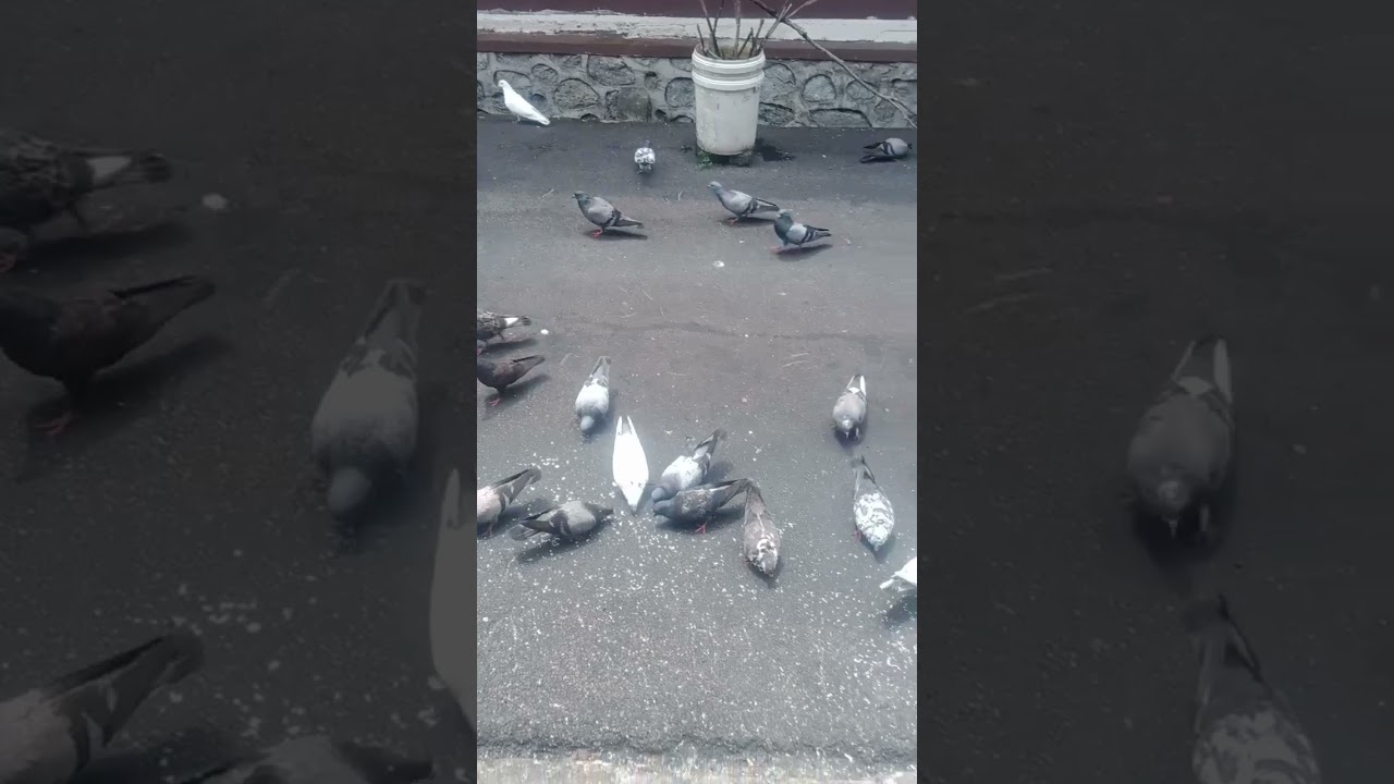 kabootar KE laser cut