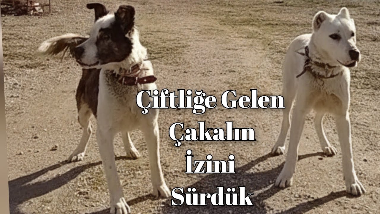 Lessi Ve Talas İle Çiftliğe Gelen Çakalın İzini Sürdük #aboneol 