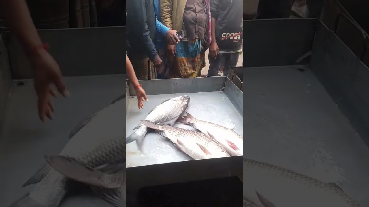 Big Rui Bangladesh II Fishing Brother 