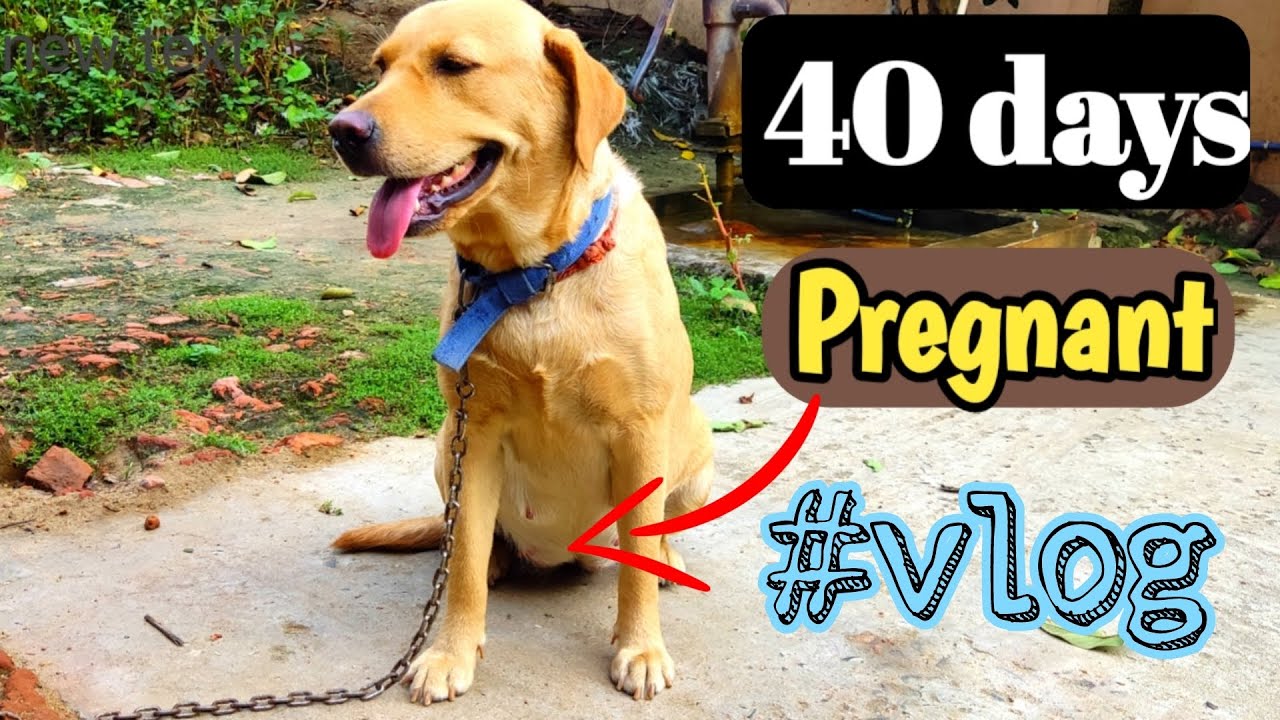 42 Days pregnant labrador female ll care tips for pregnant female dogs#vlog #princedogclub