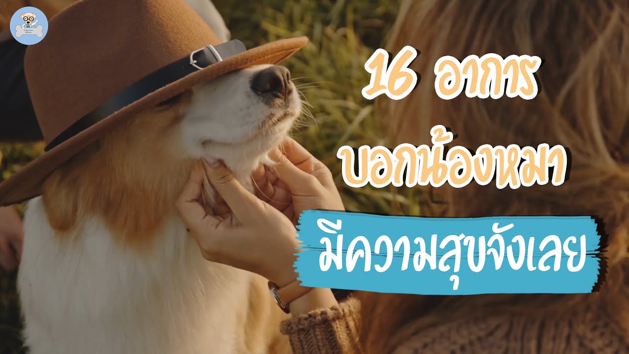 16 อาการบอกน้องหมามีความสุขจังเลย | Doggy Inside