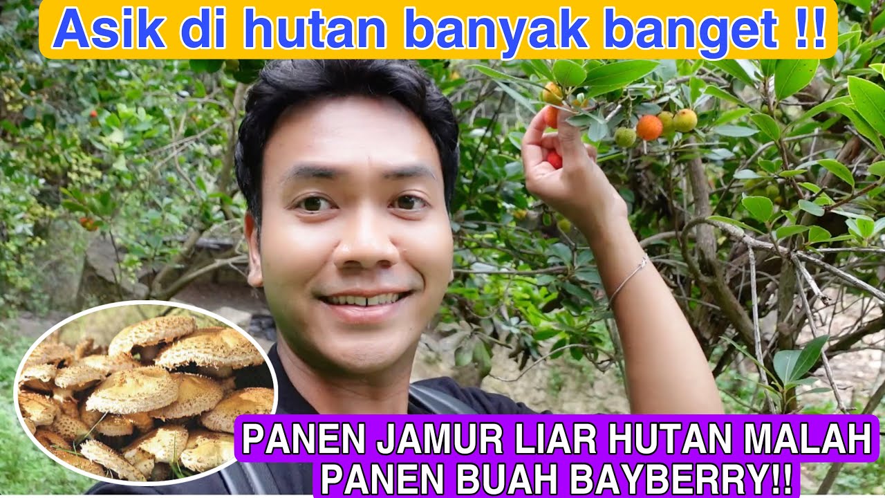 PANEN JAMUR LIAR DI HUTAN MALAH PANEN BUAH BAYBERRY !! ENAK BANGET GRATIS !!