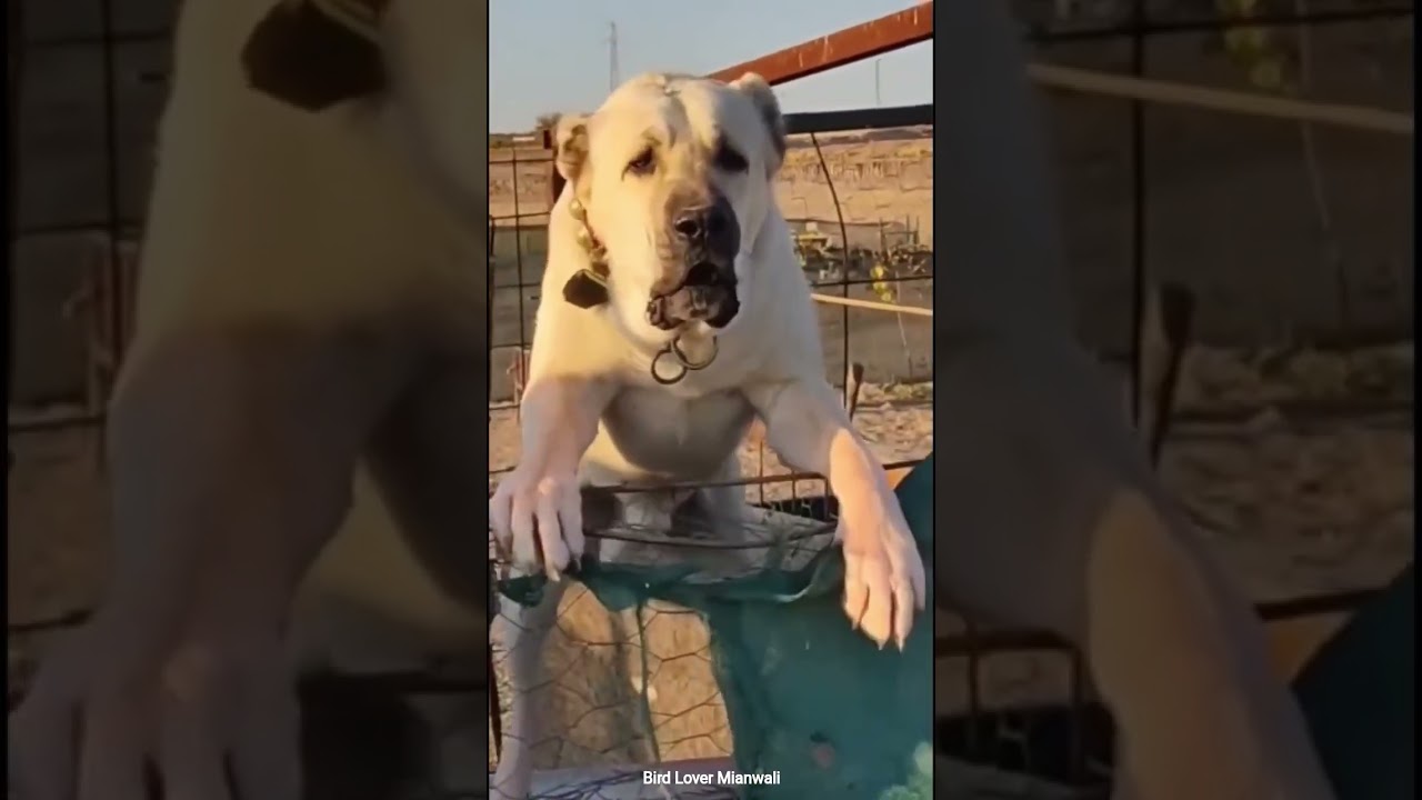 Large dog breed guard dog Sheep security dog breed dangerous dog breed Aggressive Guard Dog