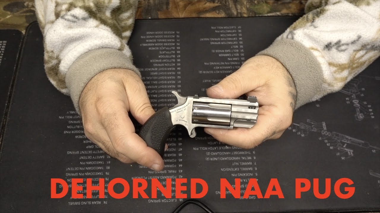 Dehorned NAA Pug