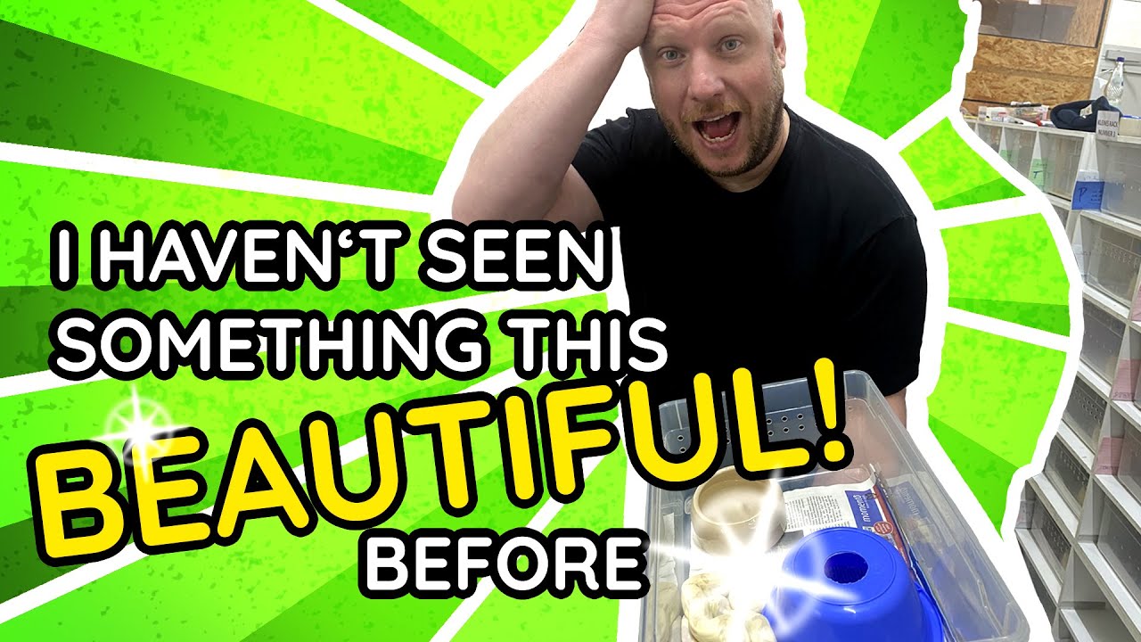 Our 2021 boa morph baby season (12 MIN room tour!)