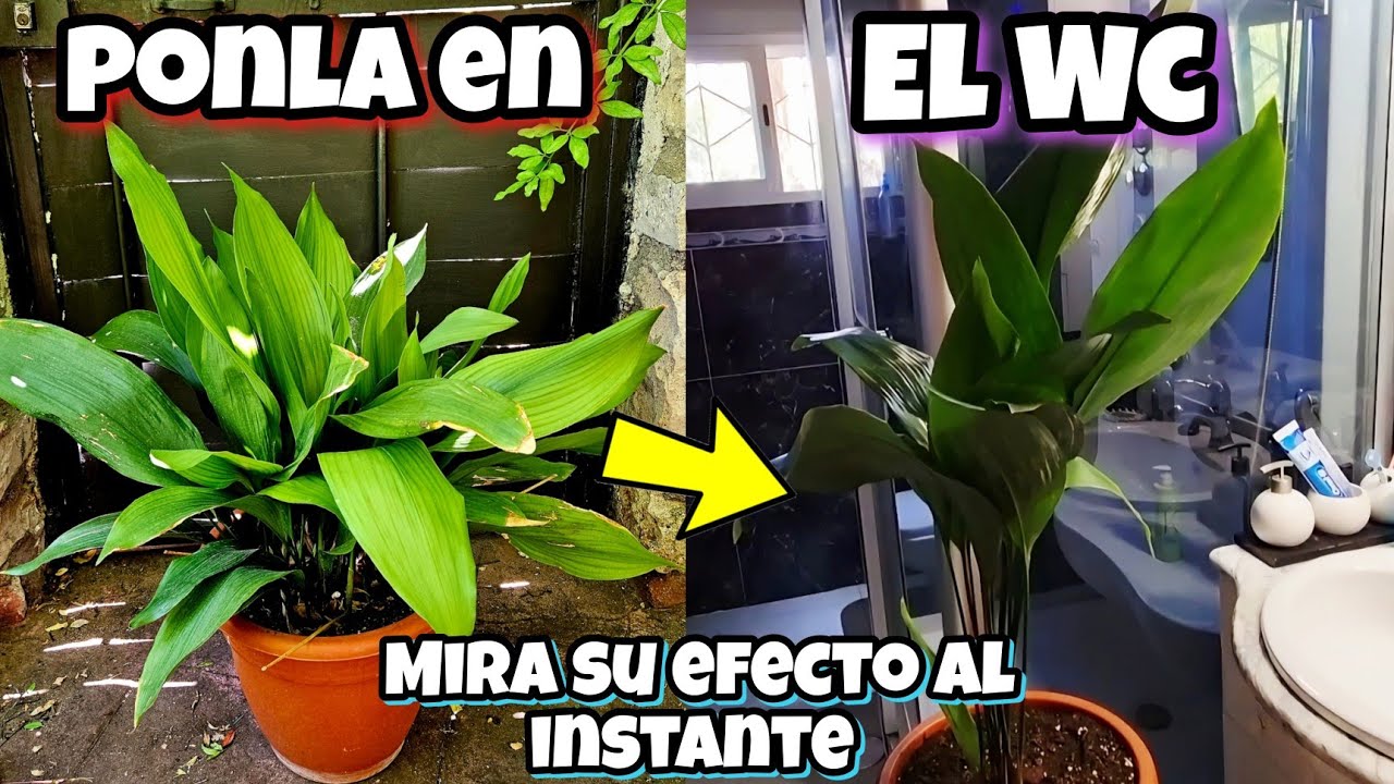Solo un 1% SABE porque Poner ESTA PLANTA en el WC o BAÑO! Aspidistra, Usos y Cuidados