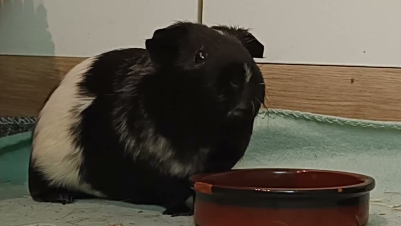 Cobayas con Música Relajante 🐹 | Sonidos Suaves para Dormir, Estudiar o Meditar