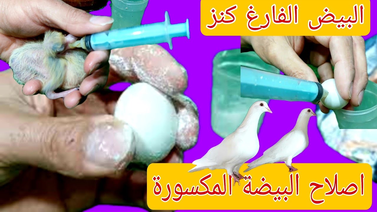 وانا باتابع الزغاليل لقيت بيضة مكسورة وقشرت بيضة نزلت دم كان لازم اتصرف فورا