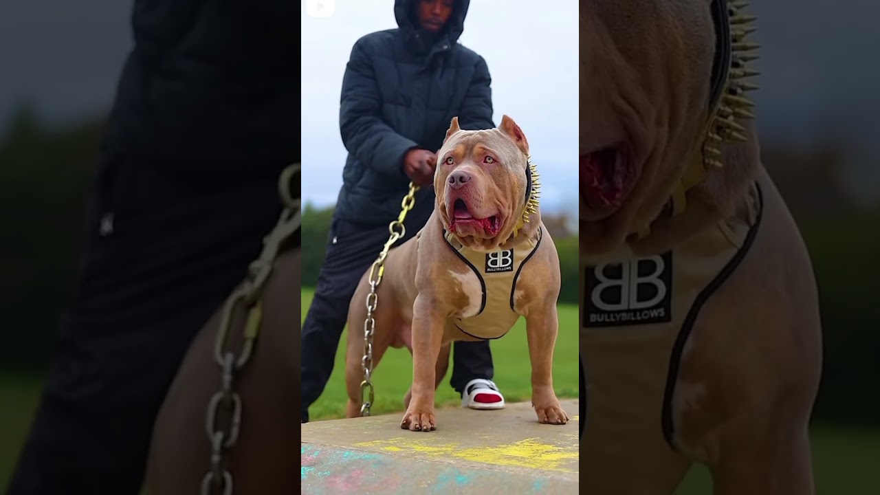 World Deadliest Dog Breed💀