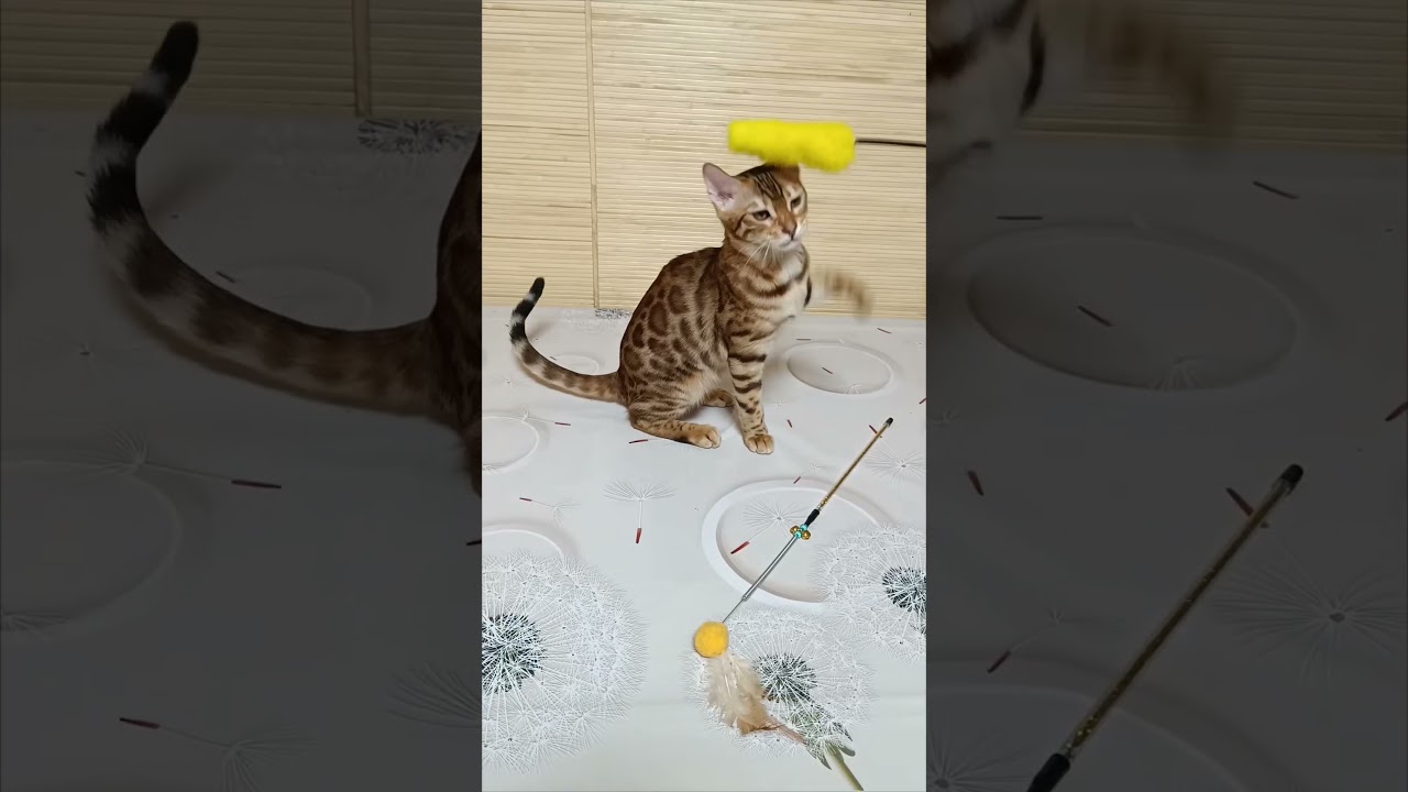 Beylla Brown Spotted Tabby Bengal Female Kitten Available Now | Purebred Kitties