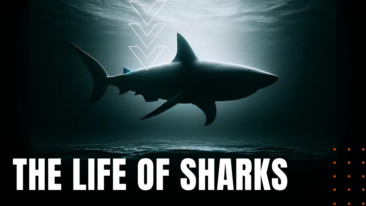 The Life of Sharks