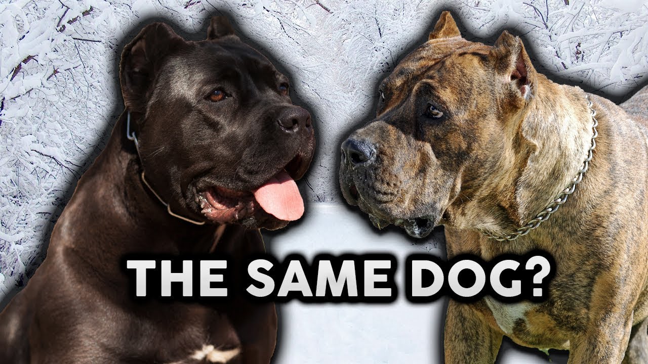 CANE CORSO OR PRESA CANARIO! Whats The Difference!?