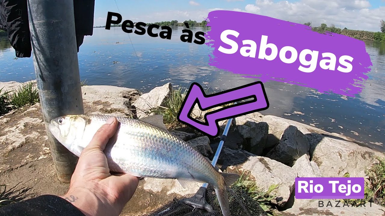 Pesca às sabogas 🎣 Tarpons do rio Tejo 😁 Pesca super divertida 🤟