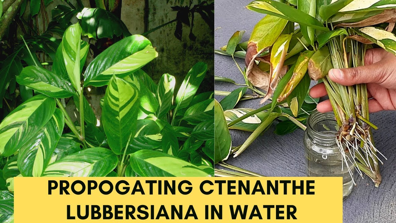 Размножение Ctenanthe Lubbersiana