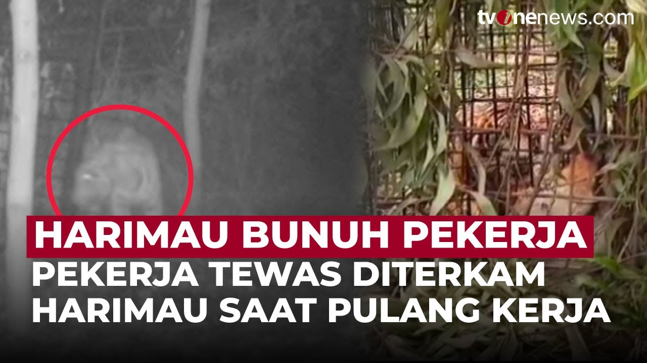 Serang Pekerja Hingga Tewas, Harimau Sumatera Diburu Petugas | OneNews Update
