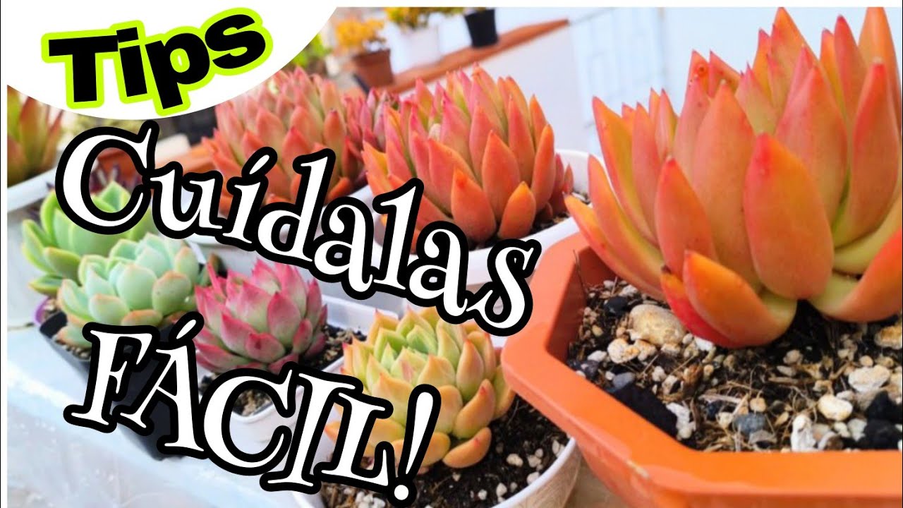 CUIDADOS BÁSICOS Suculentas 💚✨
