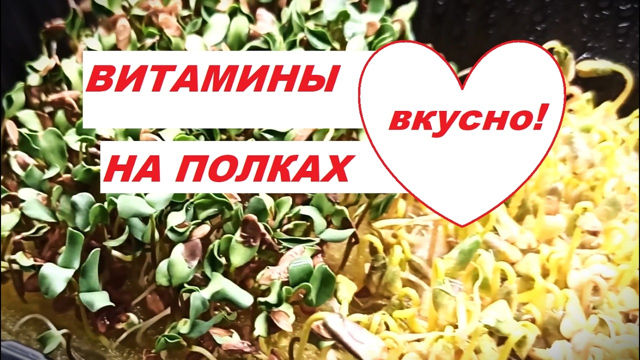 Огород на полках. Обзор от 15.03.26. Выращиваю проростки и зелень дома