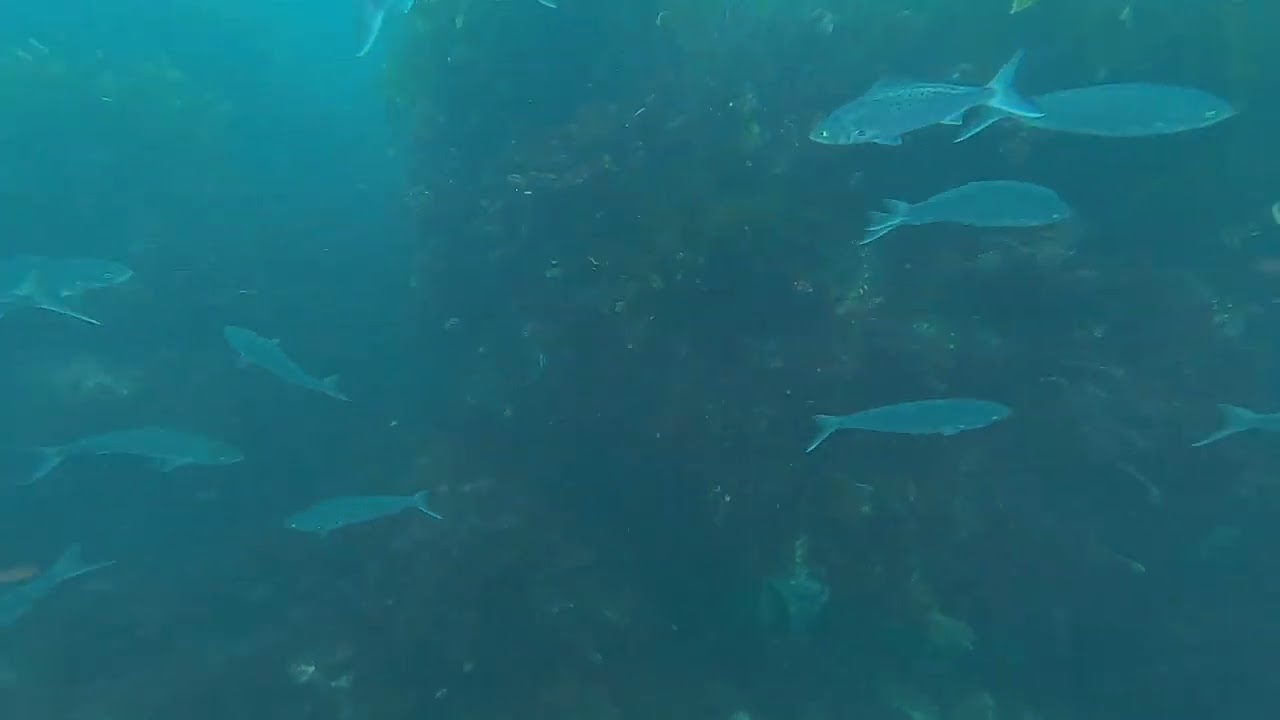 Towed Camera Footage, Akaroa Marine Reserve